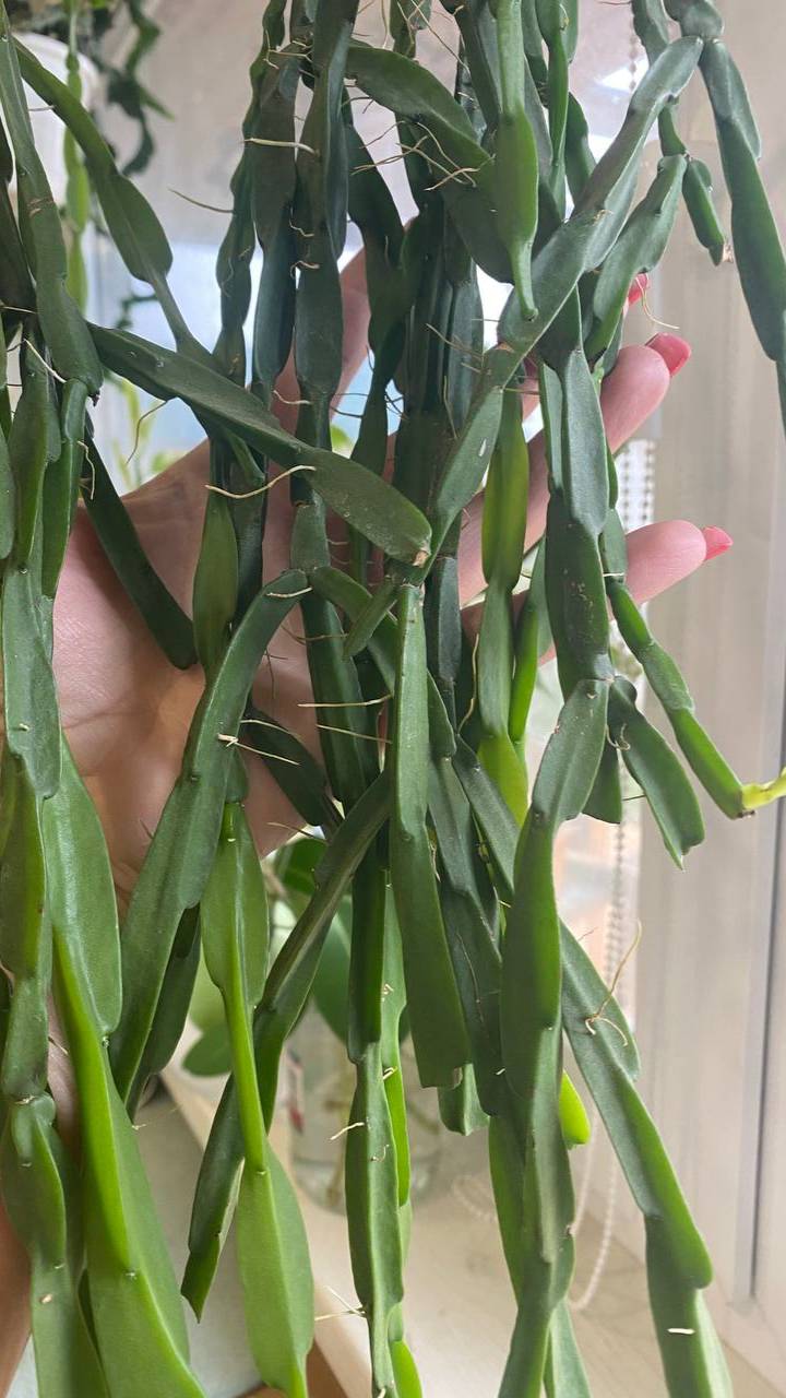 Рипсалис Парадокса (Rhipsalis Paradoxa) смотреть онлайн