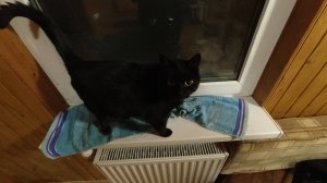 Жизнь замечательных котов (фильм 6)