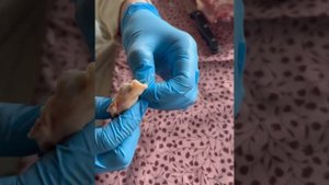 Как правильно разделать и замариновать ,вырезать лимфа узлы перед приготовлением барашка или ягненк