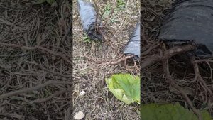 Как вырастить павлонию из семян часть 2