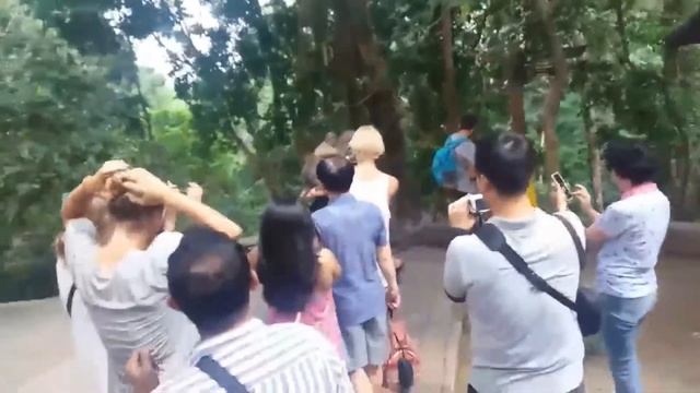 Grab, steal and Aggressive Monkeys to the tourist /Monkey Forest Ubud Bali Indonesia