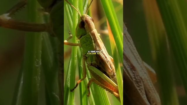 Grasshopper Facts #grasshopper #facts #fun #grass #insects #shorts #viral #trending #amazing #anima смотреть онлайн