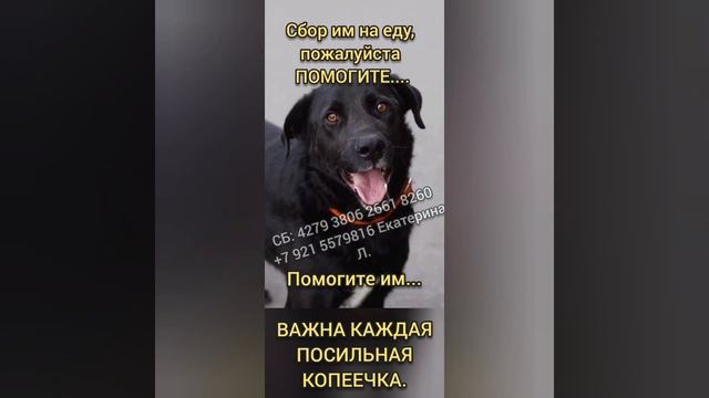 А когда мы будем кушать?"😭"Мы же ЖИВЫЕ"🙏🏼#накормисобаку #покормисобаку #dog #собакавдом #собакадруг