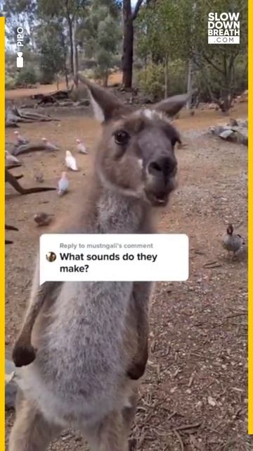 What does a Kangaroo sound like ? смотреть онлайн