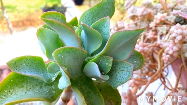 SUCULENTAS Jade e crassula undulatifolia duas arvotetas de facil cultivo смотреть онлайн
