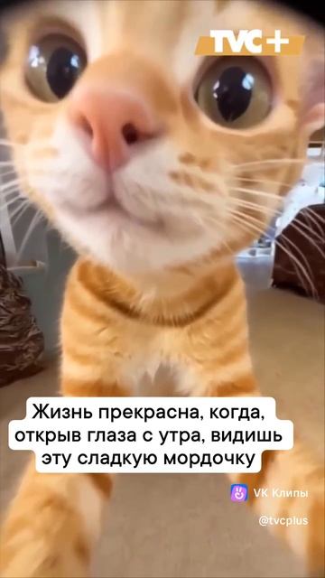 милашка