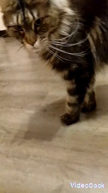 Кошачья жизнь. Часть 2