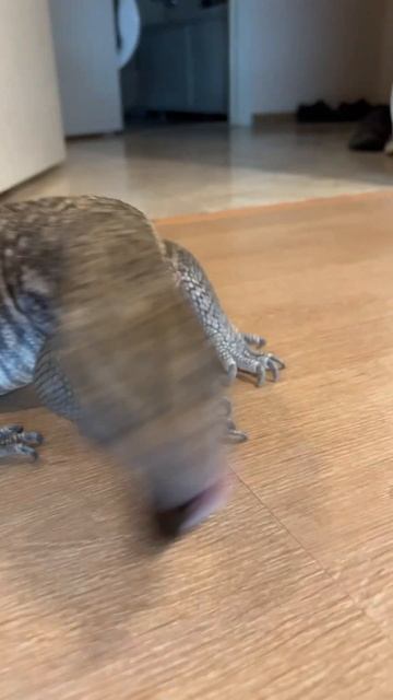 Едим! #москва #zoolife #экзотика #shortvideo #zooanimals #зверьёмоё #варан #таракан #еда #едадома