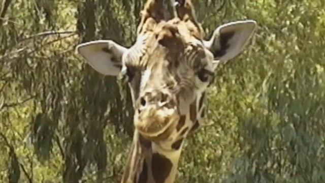 Wild Animals Africa USA Final Cut Pro DaVinci Resolve смотреть онлайн