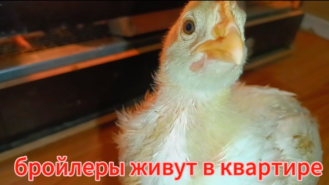 Перепела и бройлеры в квартире🐔🐣🐤