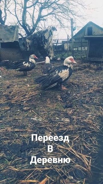 Купила уток . надо заводить хозяйство. Переезд в деревню смотреть онлайн