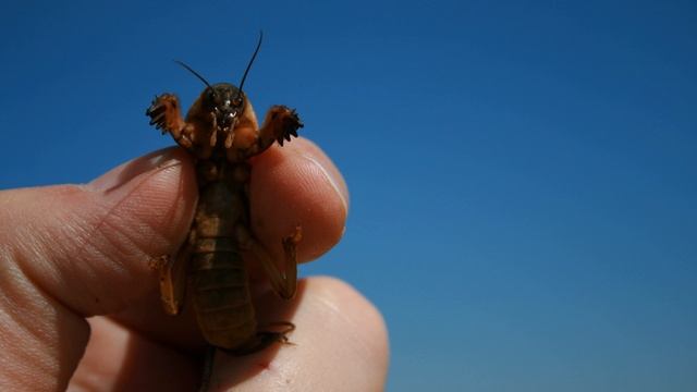Campinho Alqueva Courtiliere 1 смотреть онлайн