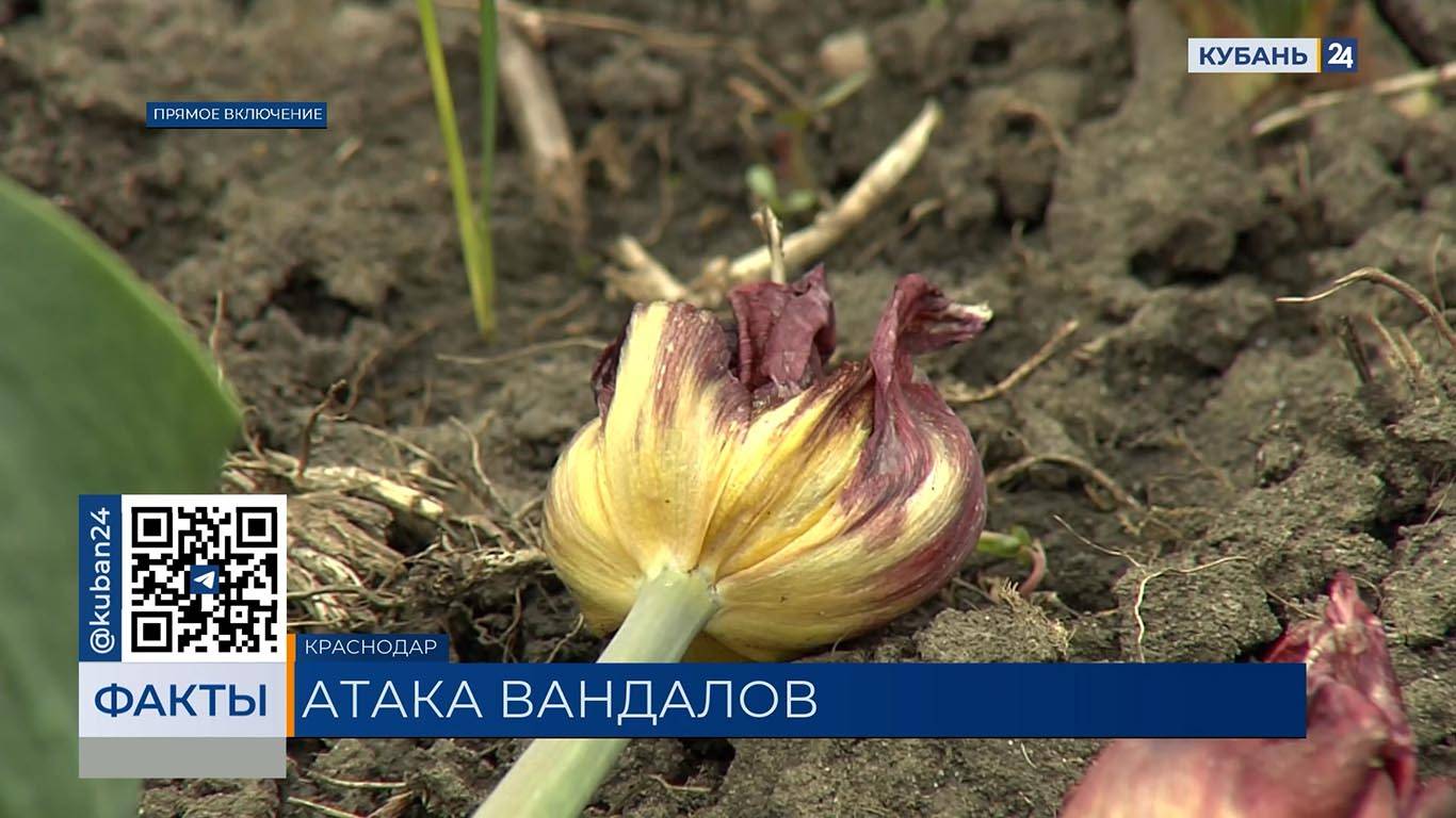 В Ботаническом саду Краснодара посетители вытоптали сотни тюльпанов ради фото