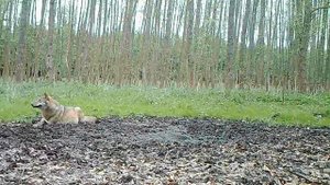 Беременная хромая волчица: что ее ждёт?