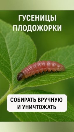 Эти вредители появятся на грядке уже в апреле в 2025 года и как с ними бороться
