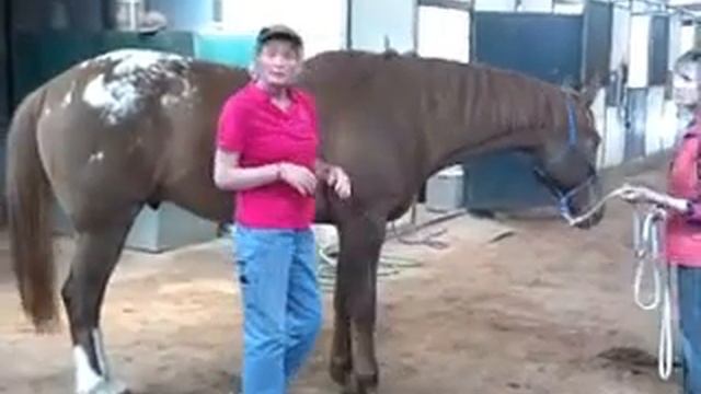 Sore Cranky or Lame Horse?  April Love - Holistic Horse Works LLC