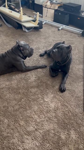 🤣🤣🤣 #cane #canecorso #tttt #канекорсо #canecorsoitaliano #канекорсоитальяно #кане смотреть онлайн