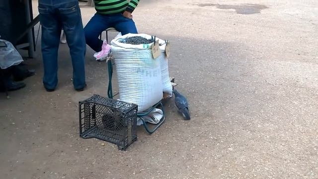 Смышленый голубь смотреть онлайн