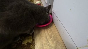 Влог от 13.07.2020