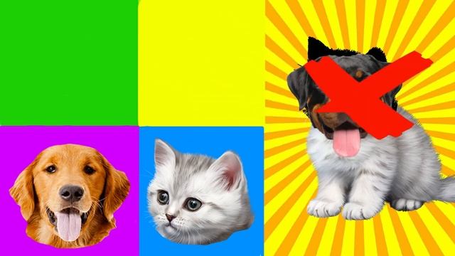 What kind of pet is this? Cat, Dog,Zebra, Tiger, Panda 이것은 어떤 종류의 애완 동물입니까 고양이,개,얼룩말,호랑이,팬더 смотреть онлайн