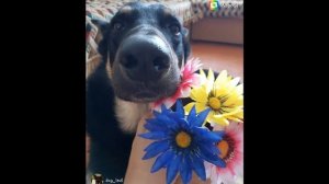 Как я рос, от маленького и смешного щенка, до большой красивой и умной собаки