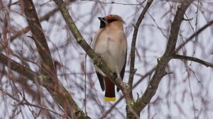 Поющая свиристель