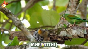 Мир птиц – красота и грация пернатых созданий Природы 🦩🦚🦜 Выпуск (23) 🦉🐦🐤