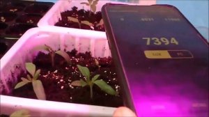 Какое? Должно быть освещение для рассады цветов и овощей. И как его измерить?