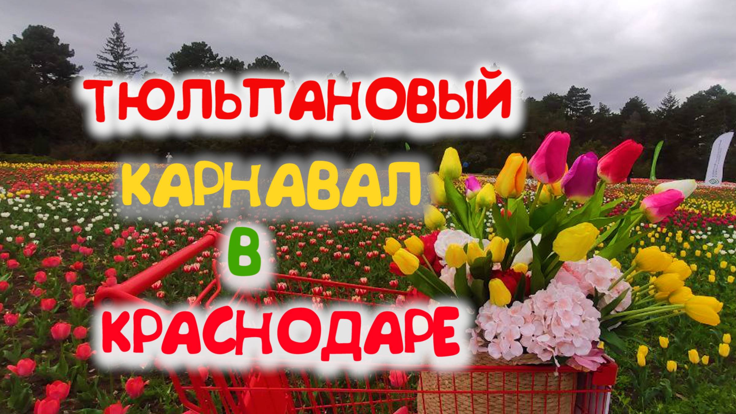 ТЮЛЬПАНОВЫЙ КАРНАВАЛ В КРАСНОДАРЕ.РОМАНТИКА ДОЖДЯ В ПАРКЕ ГАЛИЦКОГО.ТЮЛЬПАНЫ БОТАНИЧЕСКОГО САДА МГУ.