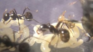 Мессор капитатус (Messor capitatus)  Желтобрюхий муравей-жнец. Муравьи дома. Муравьиная ферма.