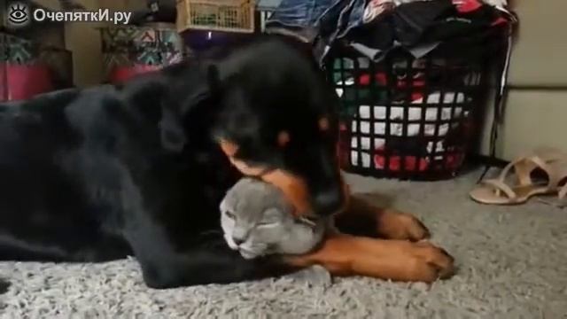 Собака и кошка обнимаются