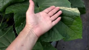 Новый эксперимент посадки огурцов в неотапливаемой теплице. Какой способ растёт быстрее.