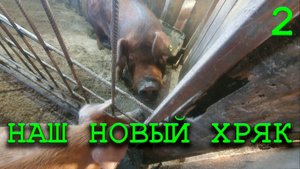 Я уже думал ставить крест на хозяйстве но тут появился он