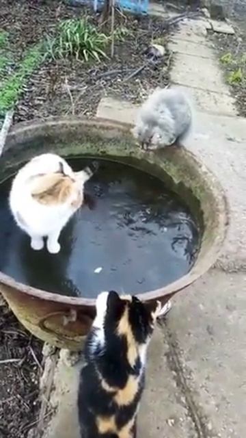 Кошки на льду// Коты приколы// Когда очень хочешь пить// Кошки фигуристки// 🐱 смотреть онлайн