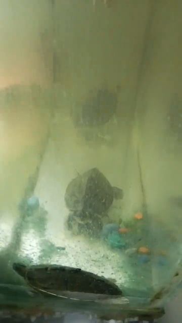 roof turtle #turtle #turtlelover #turtlegram #shorts #short #ytshorts #youtubeshorts #viralshorts смотреть онлайн