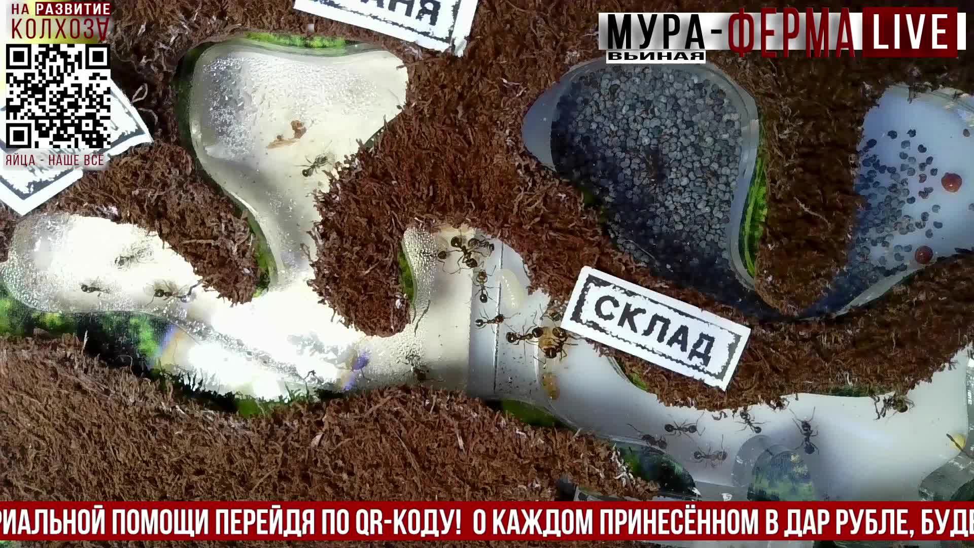 МУРА-ферма LIVE.Бункер 36.Муравьиная ферма!Муравьи Жнецы.+радио "Мураши LIVE".