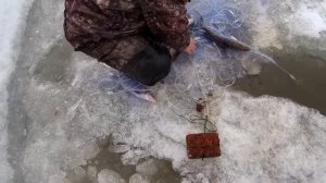 СЕТЬ ТРЕЩИТ ОТ РЫБЫ! Рыбалка сетями на Амуре.