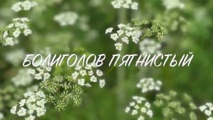 Ядовитые растения. Болиголов пятнистый / Conīum maculātum. Цветение болиголова.