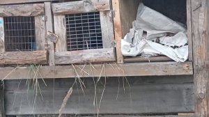 НЕБОЛЬШОЙ РАССКАЗ 🤏НЕБОЛЬШОГО ХОЗЯЙСТВА 👨🌾 МНОГОДЕТНОЙ😊🌹(АРХИВ 2024 ГОДА)