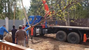 Пересадка крупномеров