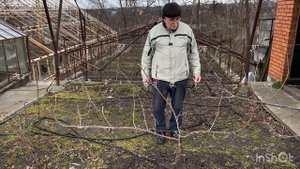 Виноград неукрывной селекции Кашич В.П. Формировка винограда