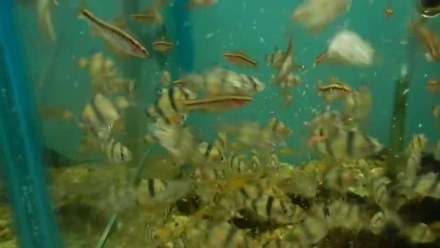 Barbus tetrazona, shuberti y titeya.- Acuario Trópico de Mar del Plata смотреть онлайн