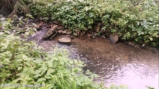 Расслабляющий шепот ручья и волшебный концерт птиц