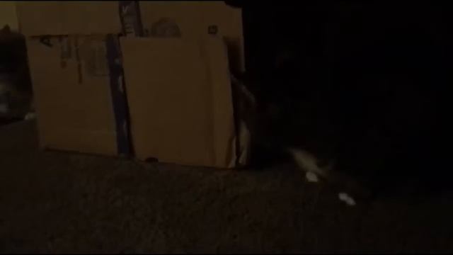 Детское видео Смешные зверьки Шутки с кошками - Сочные приколы (2019) МатроскинТВ смотреть онлайн