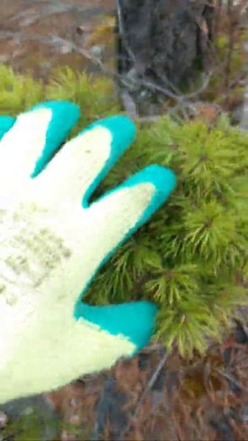 pinus sylvestris pad смотреть онлайн