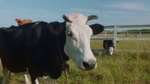 Село Зеленое Positive Film