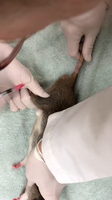 21964763 Toni Weppelman Skill 48 IM injection Rat смотреть онлайн