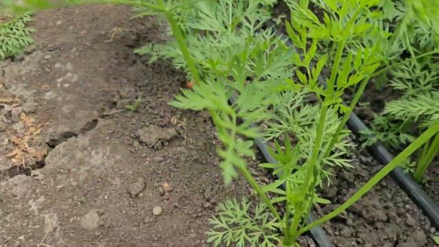 Морковь сорта Кюрасао, выращеная на органике и Стартеко