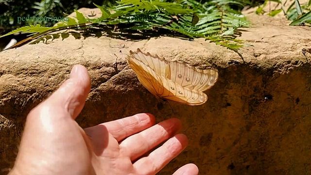 Morpho godartii on my finger смотреть онлайн