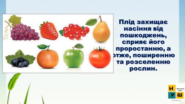 ЯДС 2 клас Урок 23 ДОСЛІДЖУЄМО, ЯК ПОШИРЮЮТЬСЯ плоди  Жаркова